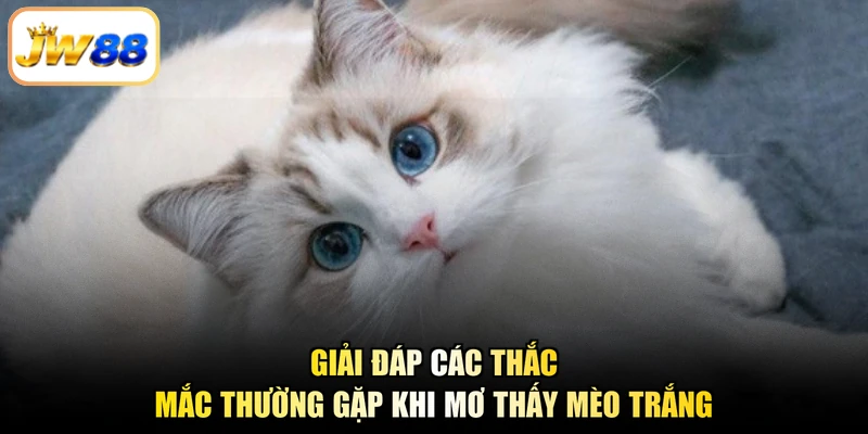 Giải đáp các thắc mắc thường gặp khi mơ thấy mèo trắng
