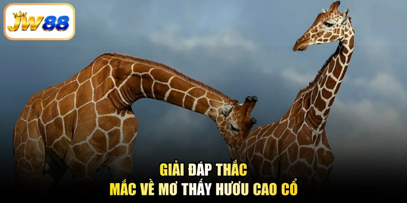 Giải đáp thắc mắc về mơ thấy hươu cao cổ