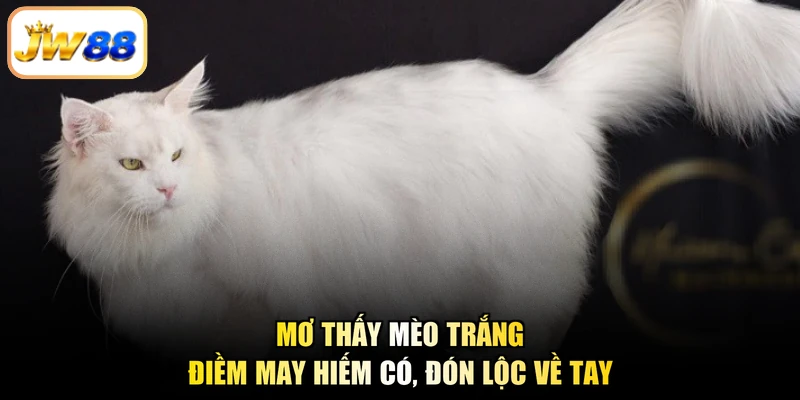 Mơ Thấy Mèo Trắng – Điềm May Hiếm Có, Đón Lộc Về Tay